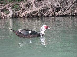 Guadalupe River, Texas Hill Country, Tubing, Abbott's